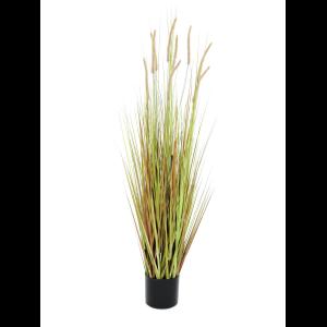 EUROPALMS Fountain grass bush, 120cm