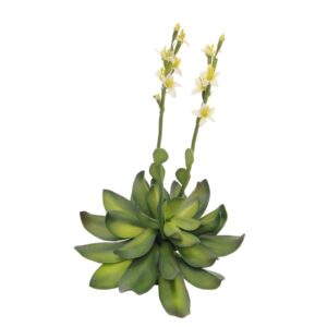 EUROPALMS Houseleeks (EVA), yellow, 32cm