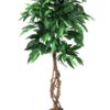 EUROPALMS Jungle tree Mango, 150cm