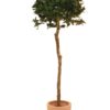 EUROPALMS Laure ball tree, 180cm