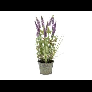 EUROPALMS Lavender grass, 46cm