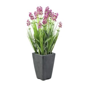 EUROPALMS Lavender, rose, in pot, 45cm