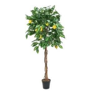 EUROPALMS Lemon tree, 150cm