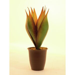 EUROPALMS Lotus plant, 34cm