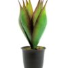 EUROPALMS Lotus plant, 34cm