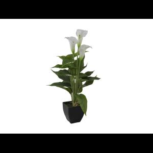 EUROPALMS Mini Calla, White, 43cm