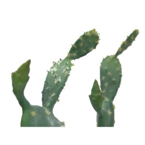 EUROPALMS Nopal cactus, 76cm