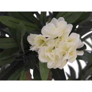 EUROPALMS Oleander tree, white, 120 cm