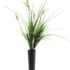 EUROPALMS Onion grass bush, 66cm