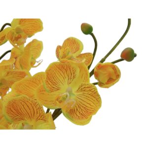 EUROPALMS Orchid Arrangement EVA, yellow