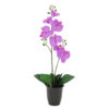 EUROPALMS Orchid, purple, 57cm