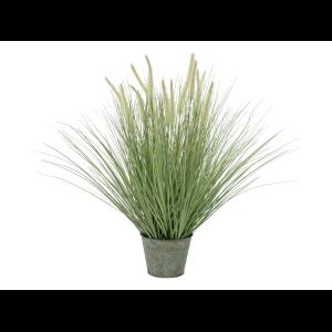 EUROPALMS Ornamental blooming grass, 70cm