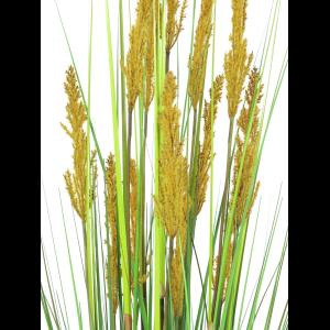 EUROPALMS Parrot grass, 120cm