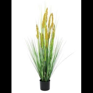 EUROPALMS Parrot grass, 120cm