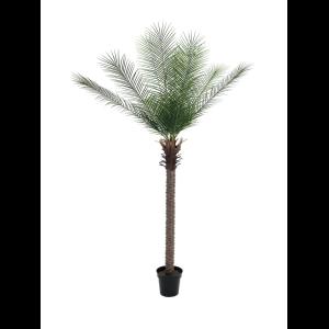 EUROPALMS Phoenix deluxe, 220cm