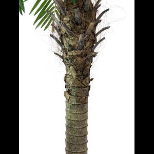 EUROPALMS Phoenix palm tree luxor, 150cm