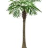 EUROPALMS Phoenix palm tree luxor, 150cm