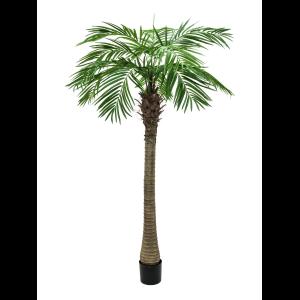 EUROPALMS Phoenix palm tree luxor, 150cm