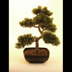 EUROPALMS Pine bonsai, 50cm