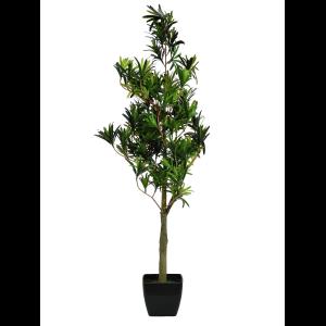 EUROPALMS Podocarpus tree, 90cm