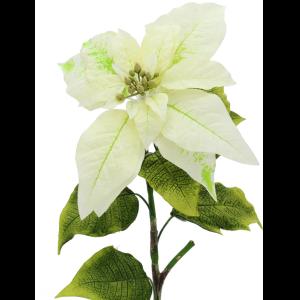 EUROPALMS Poinsettia, cream, 70cm