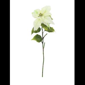 EUROPALMS Poinsettia, cream, 70cm