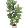 EUROPALMS Pothos, 3 trunks, 150cm