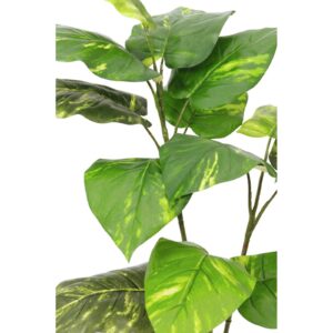 EUROPALMS Pothos, 3 trunks, 90cm