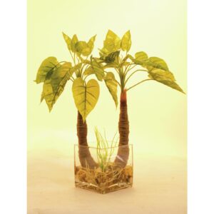 EUROPALMS Pothos in glass, 50cm