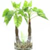 EUROPALMS Pothos in glass, 50cm