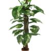 EUROPALMS Pothos on trunk, 150cm