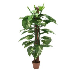 EUROPALMS Pothos on trunk, 150cm