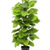 EUROPALMS Pothos plant, 125cm