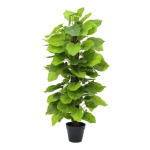 EUROPALMS Pothos plant, 125cm