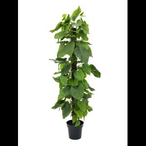 EUROPALMS Pothos plant, 180cm