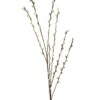 EUROPALMS Pussy willow spray, 117cm