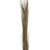 EUROPALMS Reed grass, khaki, 127cm