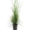 EUROPALMS River grass April, 175cm