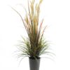 EUROPALMS River grass September, 175cm