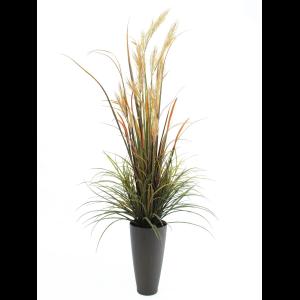 EUROPALMS River grass September, 175cm