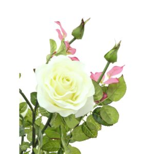 EUROPALMS Rose shrub, cream, 86cm