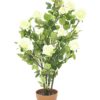 EUROPALMS Rose shrub, cream, 86cm