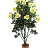 EUROPALMS Rose shrub, light-yellow, 140cm