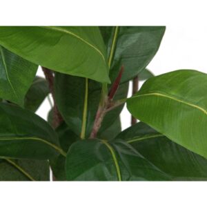 EUROPALMS Rubber tree, 150cm