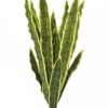 EUROPALMS Sansevieria (EVA), green-yellow, 50cm