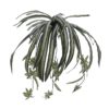 EUROPALMS Spider plant, 60cm