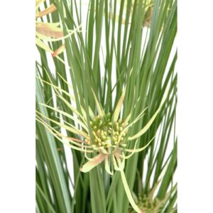 EUROPALMS Star grass, 105cm