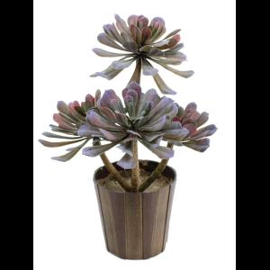 EUROPALMS SucculentAeonium plant, 30cm