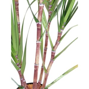 EUROPALMS Sugar Cane Set, 210cm