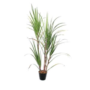 EUROPALMS Sugar Cane Set, 210cm